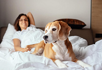 Теперь в «Журавушку» можно приехать с любимыми хвостиками!  Отдыхаем всей семьей!